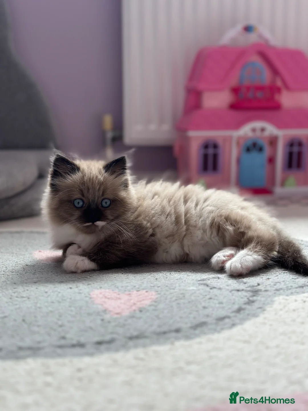 Ragdoll cats for sale: Female ragdoll ready now - Advert 2