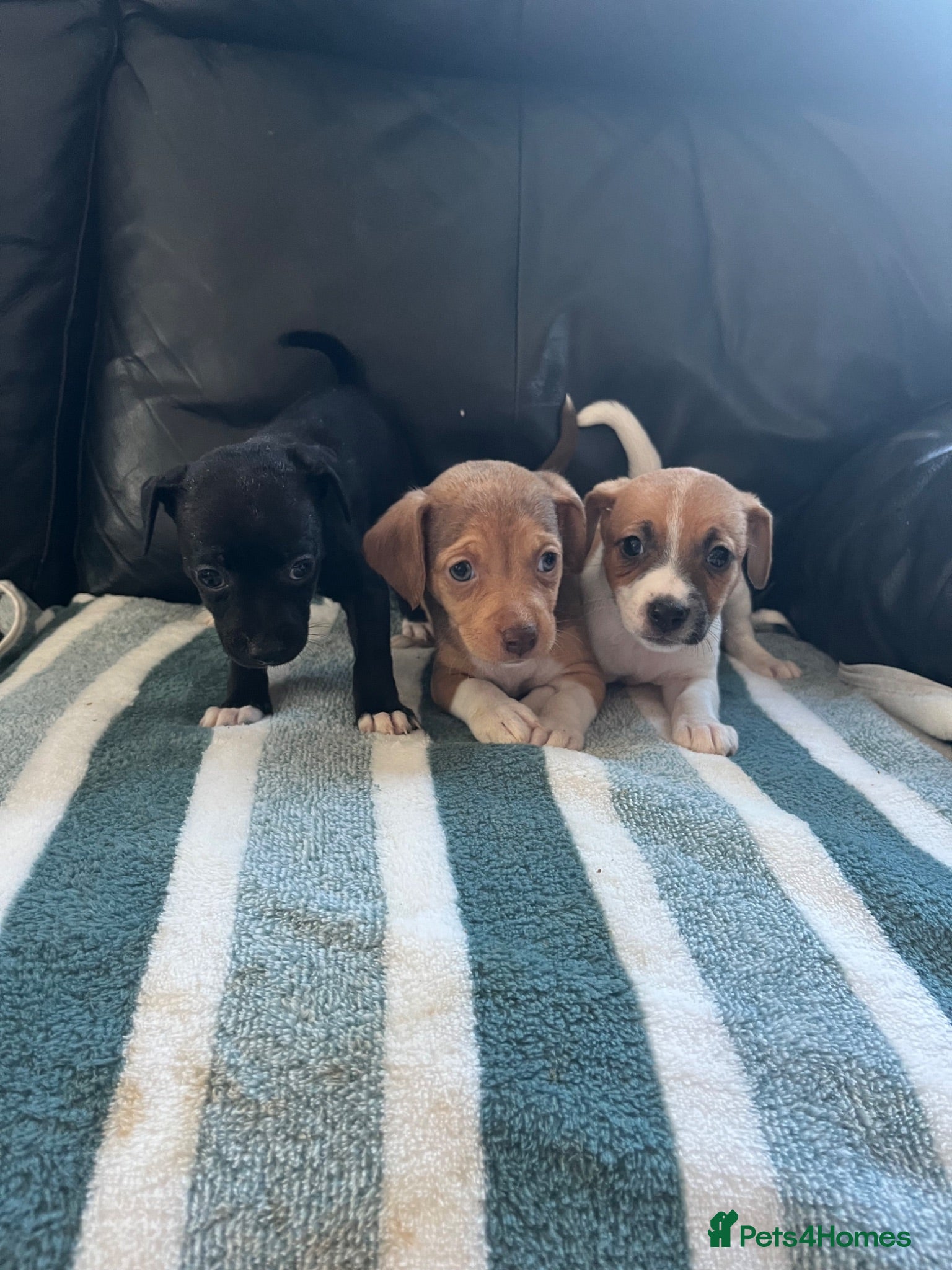 Jack Russell dogs Jack Russell puppies  - Advert 6