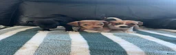 Jack Russell dogs for sale: Jack Russell puppies  in Doncaster - Advert 1