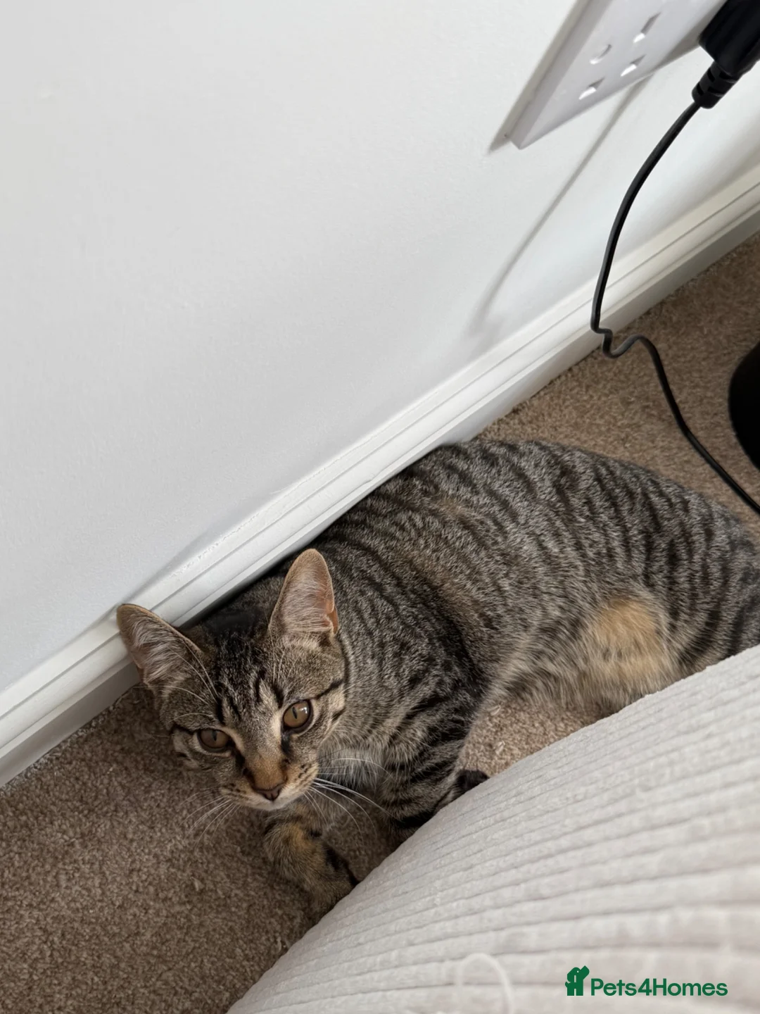 British Shorthair cats for sale: Kitten for sale - Advert 2