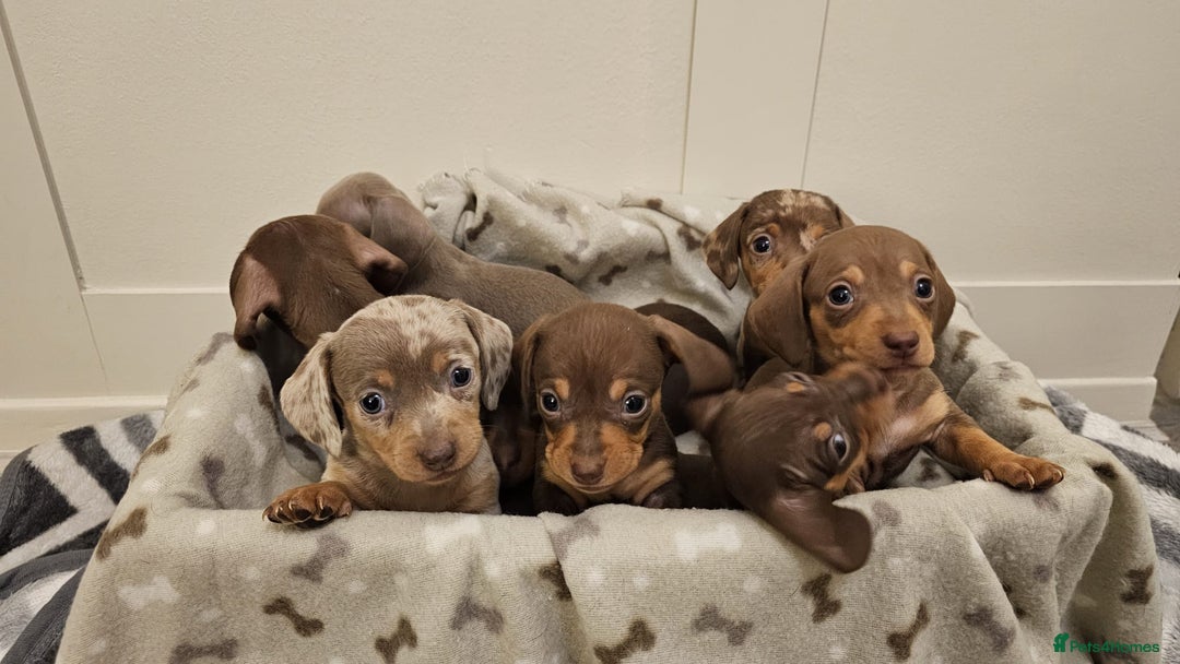 Miniature Dachshund dogs for sale: Stunning miniature dachshund puppies - Advert 2