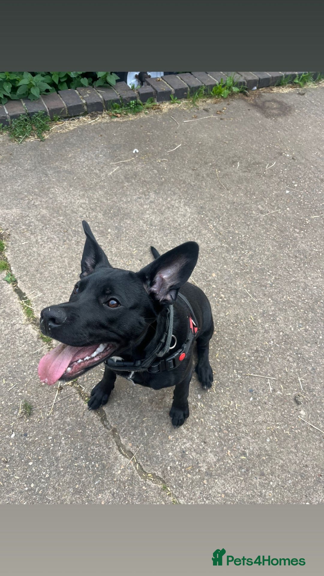 Mixed Breed dogs for stud: Dog for stud - Advert 12