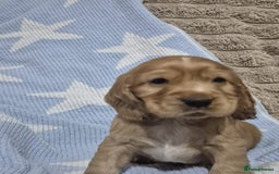 Cocker Spaniel dogs for sale: Health Tested Cocker spaniel puppies  - Advert 24