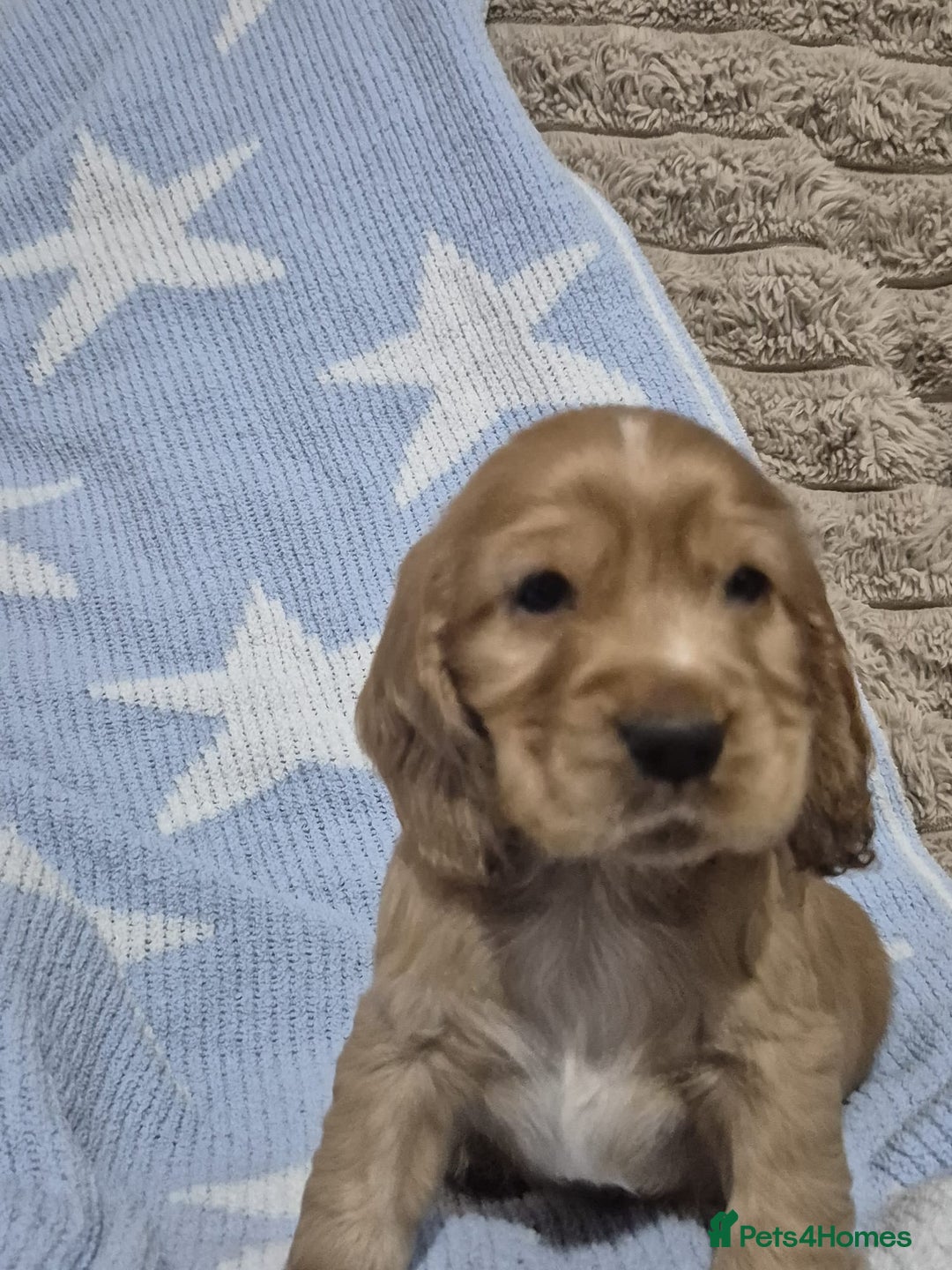 Cocker Spaniel dogs for sale: Health Tested Cocker spaniel puppies  - Advert 24