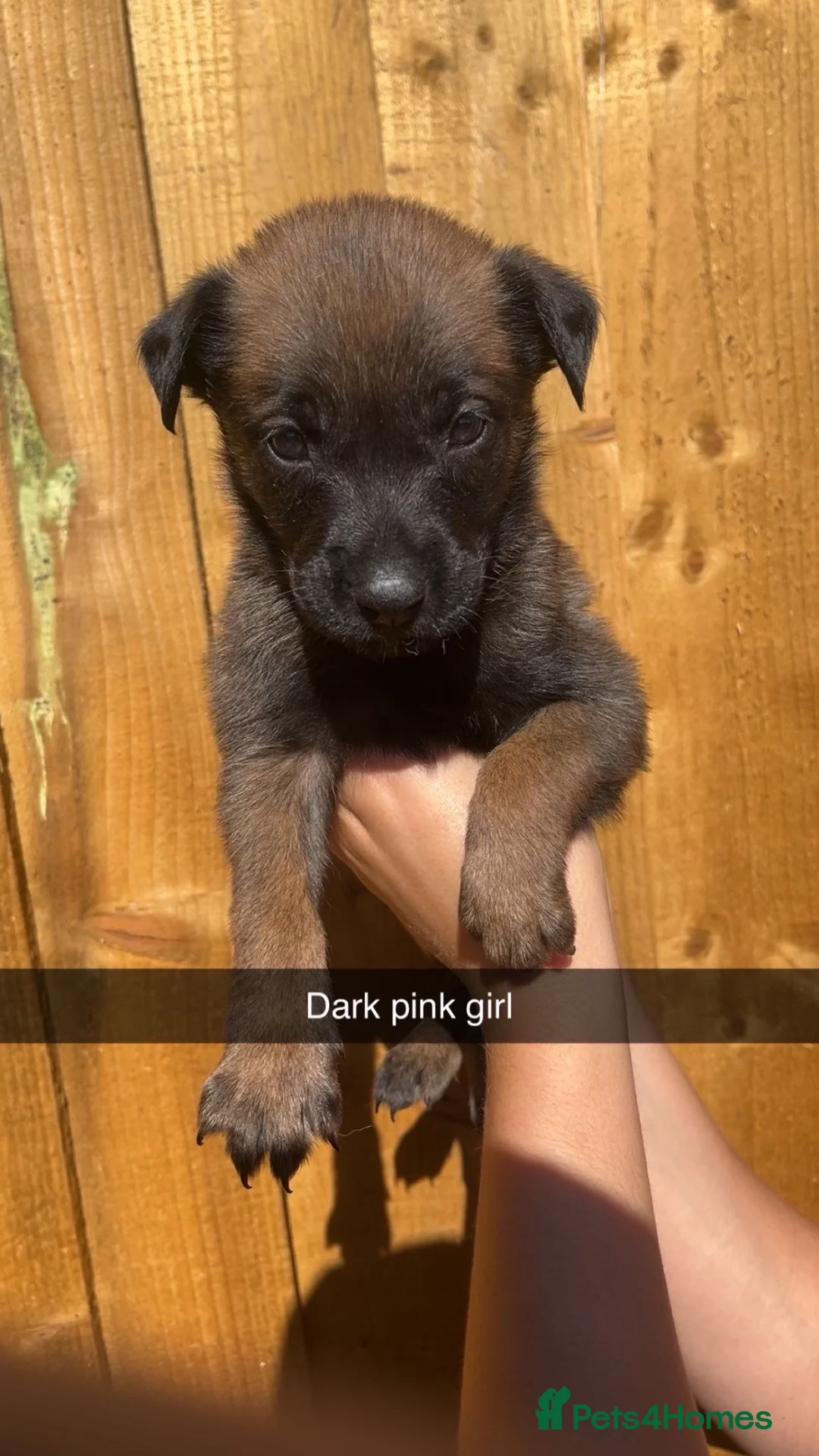 Belgian Shepherd Dog dogs for sale: Belgium malinois pups - Advert 2