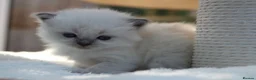 Ragdoll cats for sale: Outstanding Pedigree GCCF Ragdoll Kittens - Advert 8