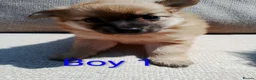 Pomeranian dogs for sale: 1 girl and 2boys - Advert 11
