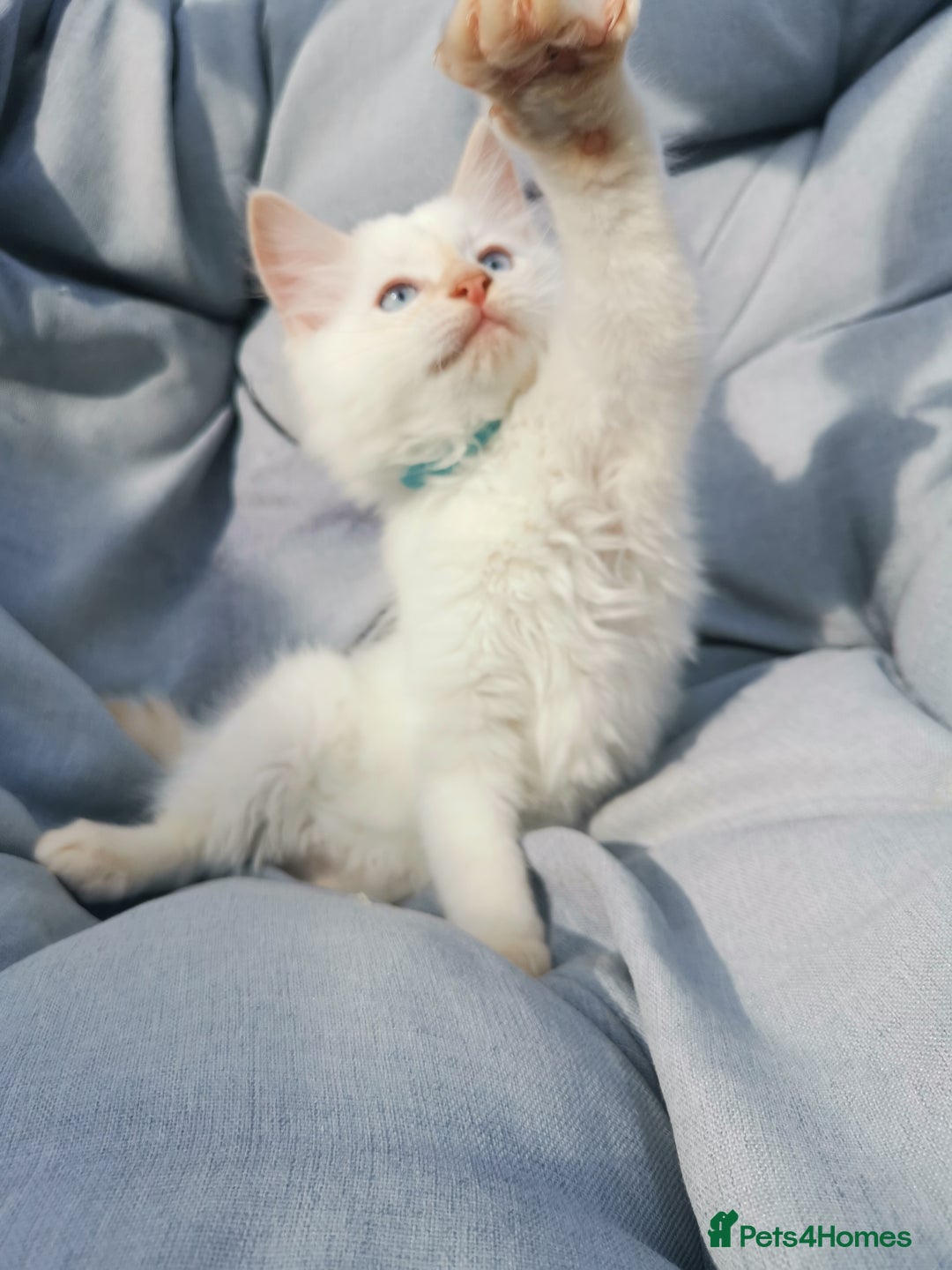 Ragdoll cats for sale: 2 left Pure Health tested huge ragdoll kittens  - Image 5