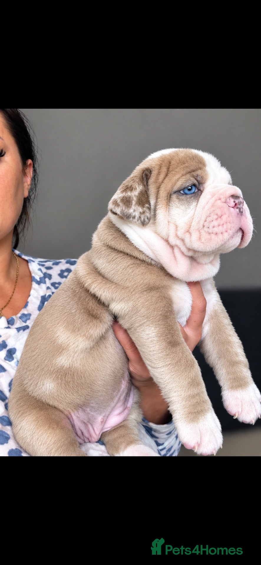 Olde English Bulldogge dogs 🍁🩵 stunning olde English pups 🩷🍁 - Advert 2