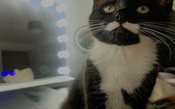 British Shorthair cats for sale: Tux needs a new home.  - Image 1