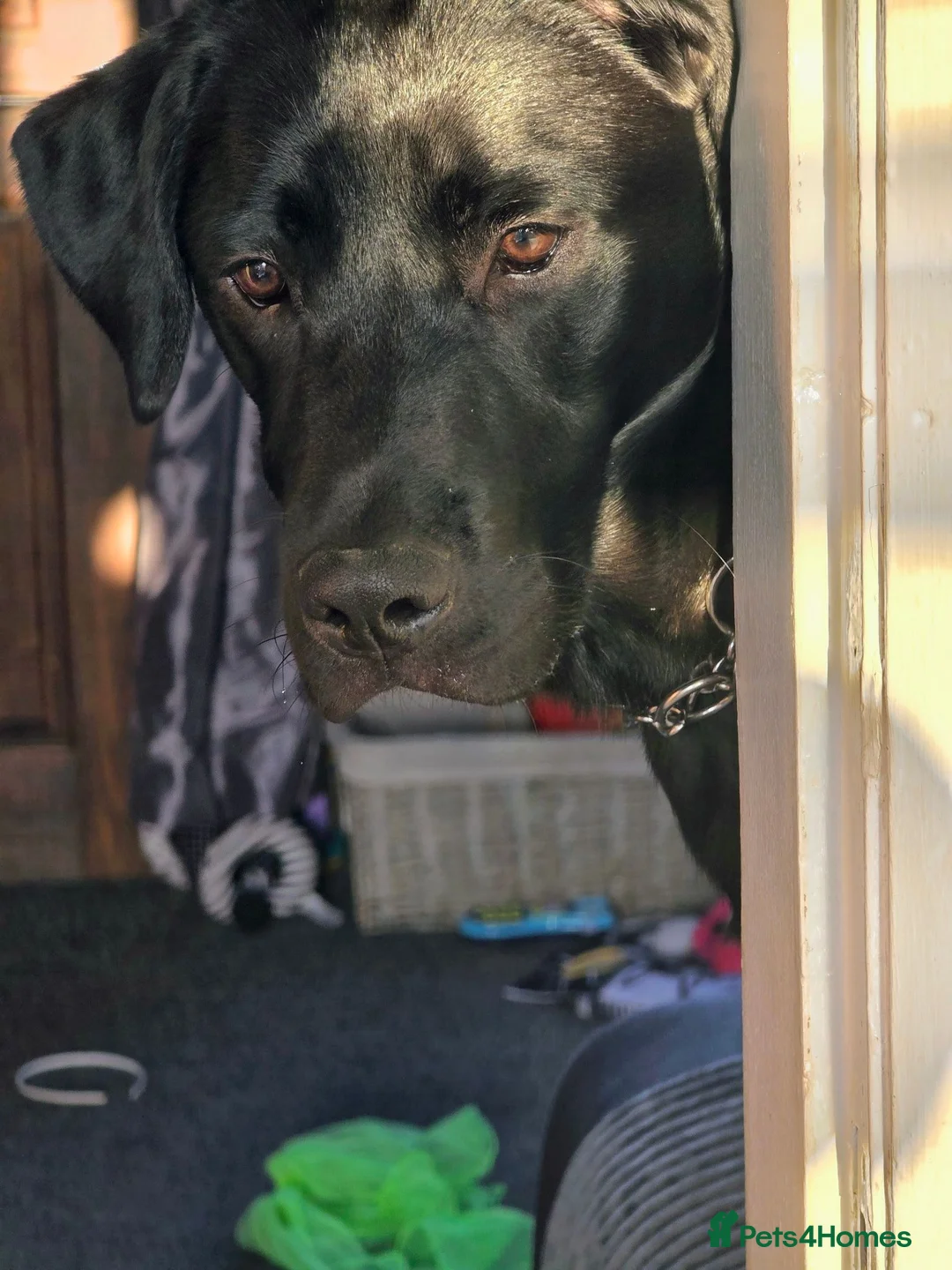 Labrador Retriever dogs for sale: Black labrador  - Advert 6