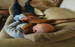 Hungarian Vizsla dogs for sale: 1 year old female.  - Image 5