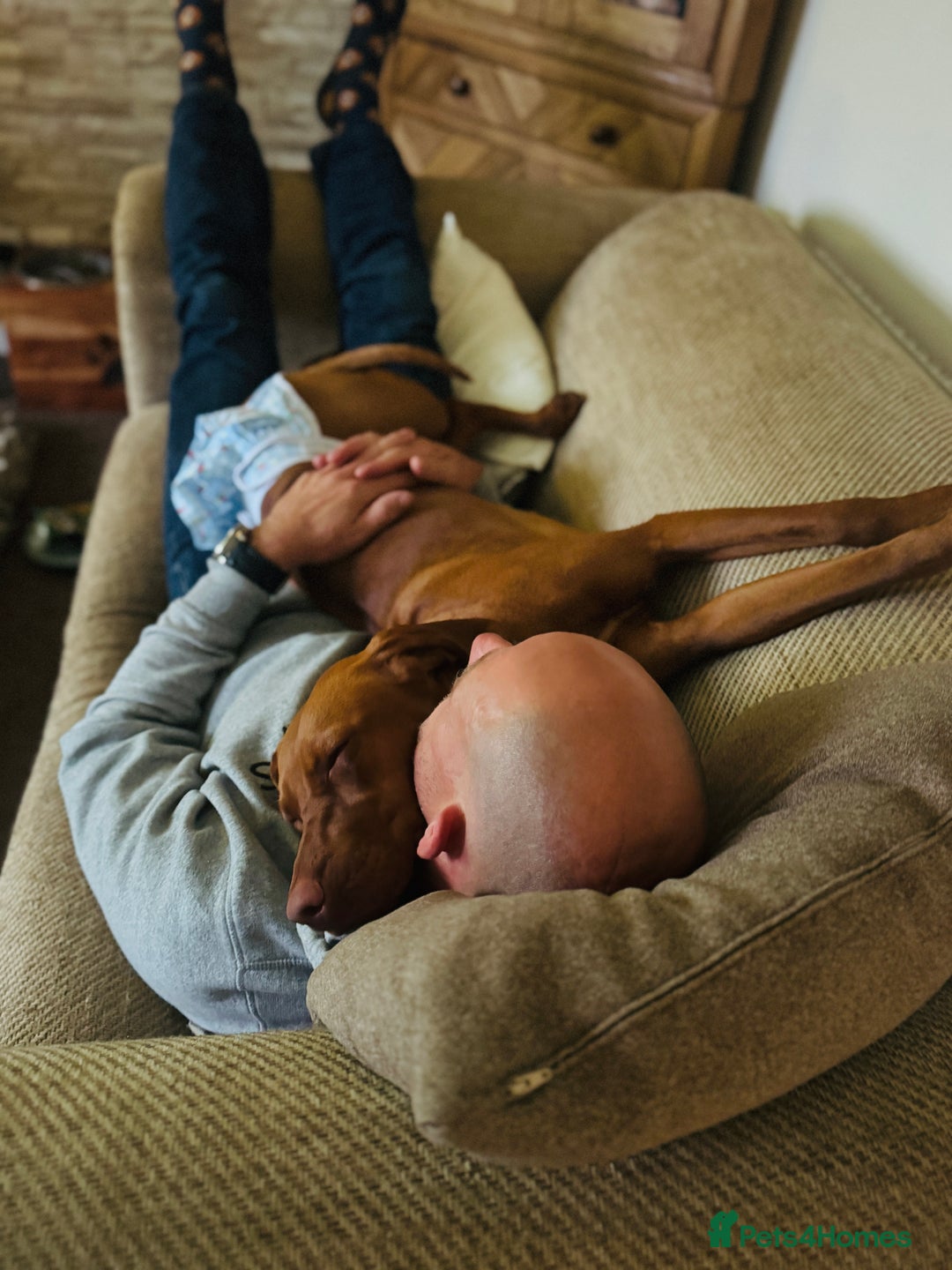 Hungarian Vizsla dogs for sale: 1 year old female.  - Image 5
