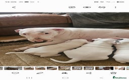 English Bull Terrier dogs for sale: English bull terierr puppies for sale  - Image 11