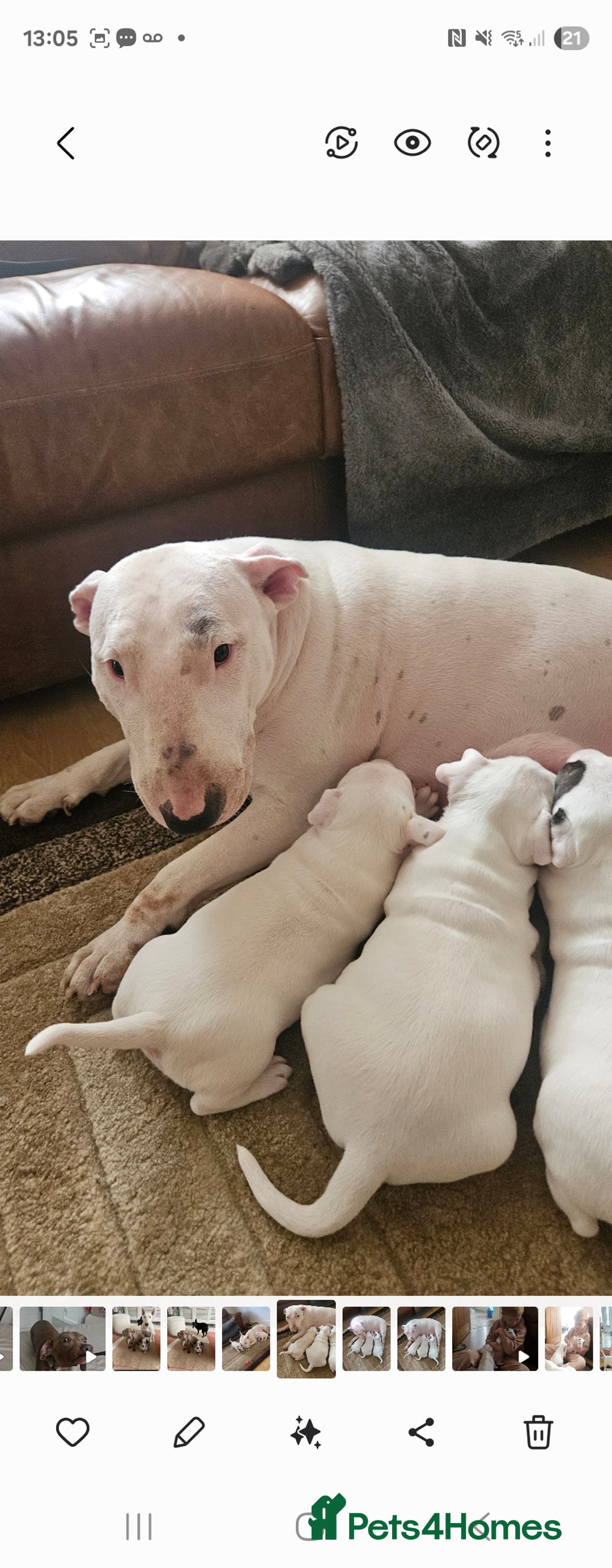 English Bull Terrier dogs for sale: English bull terierr puppies for sale  - Image 11