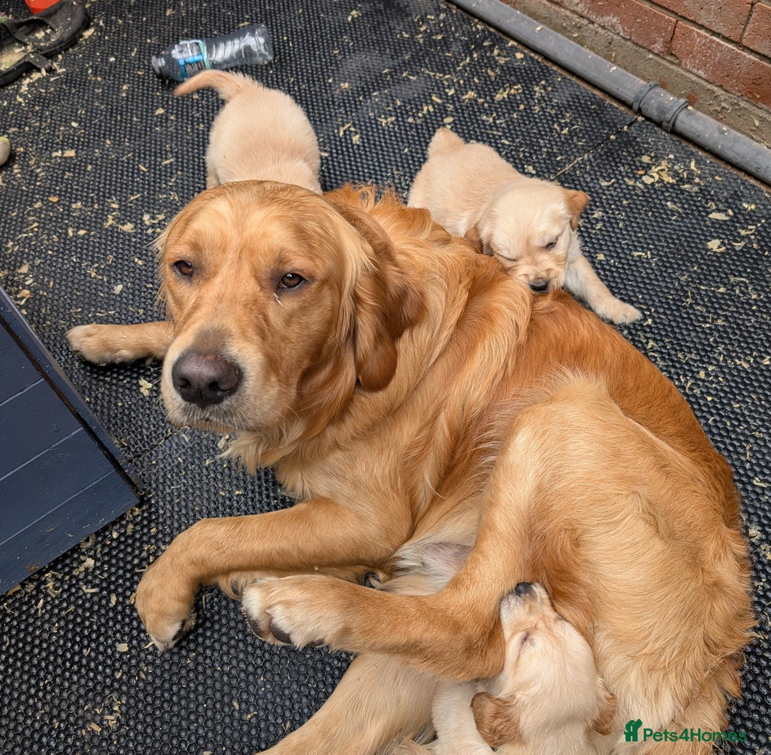 Golden Retriever dogs for stud: KC health and hip check golden retriever  - Image 8