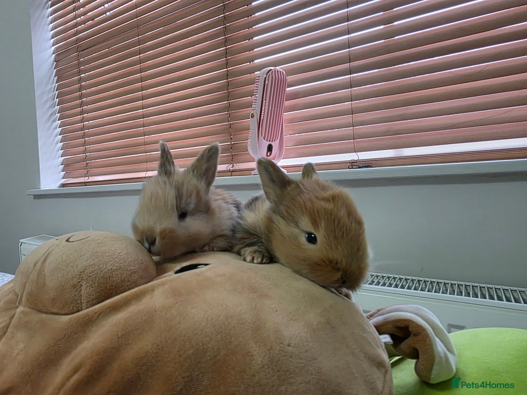 Mixed Breed rabbits for sale: Mix bread Bunnies  - Advert 2
