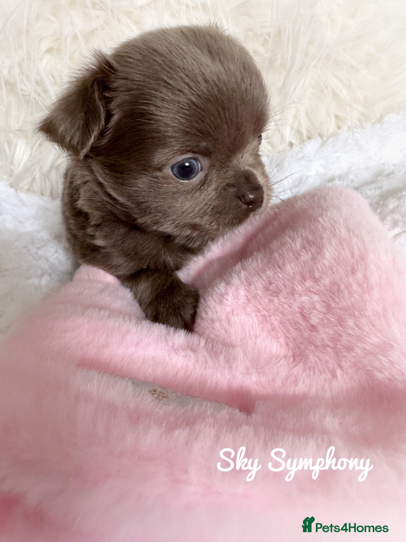 Chihuahua dogs KC chocolate and lilac long coat quality puppies  - Advert 2