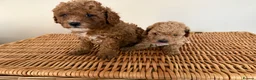 Cavapoo dogs for sale: Beautiful curly Cavapoo pups 5 🌟 licensed breeder - Advert 3