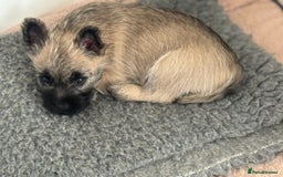 Cairn Terrier dogs for sale: Cairn terrier puppies - ready to go  - Advert 9
