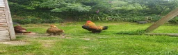 Chickens poultry for sale: Gold partridge Brahma bantam cockeral - Advert 4