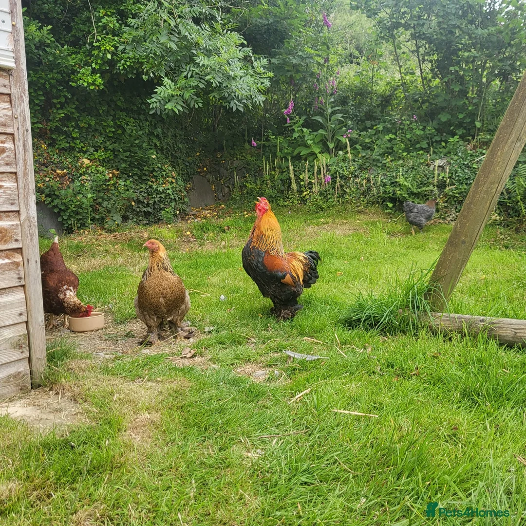 Chickens poultry for sale: Gold partridge Brahma bantam cockeral - Advert 4