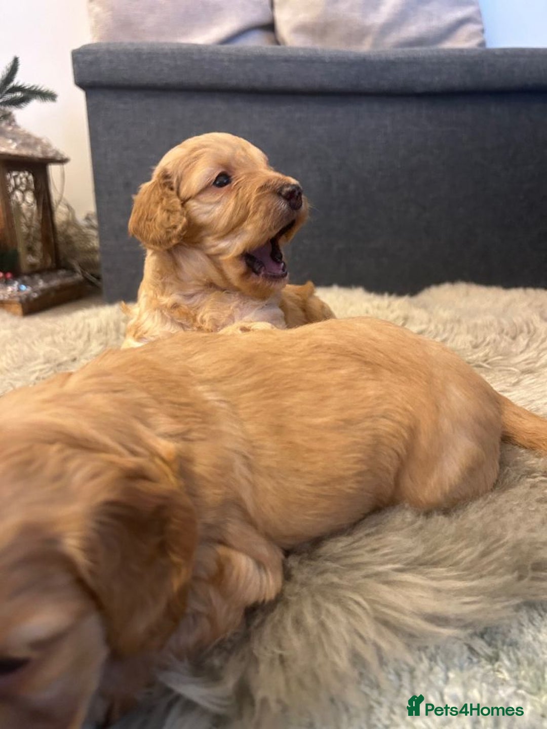 Cockapoo dogs for sale: Georgeous Cockapoo Puppies - Advert 5