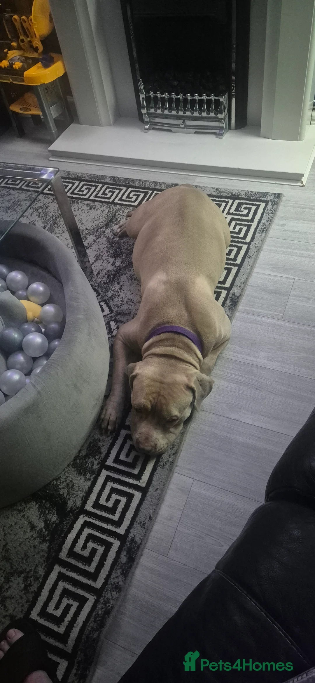 American Bully dogs for sale: Standard american bully  - Advert 2