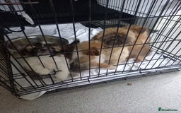 Mixed Breed dogs for sale: Shih tzu cross Jack Russell - Image 2