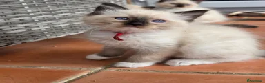 Seal Mitted (red collar)