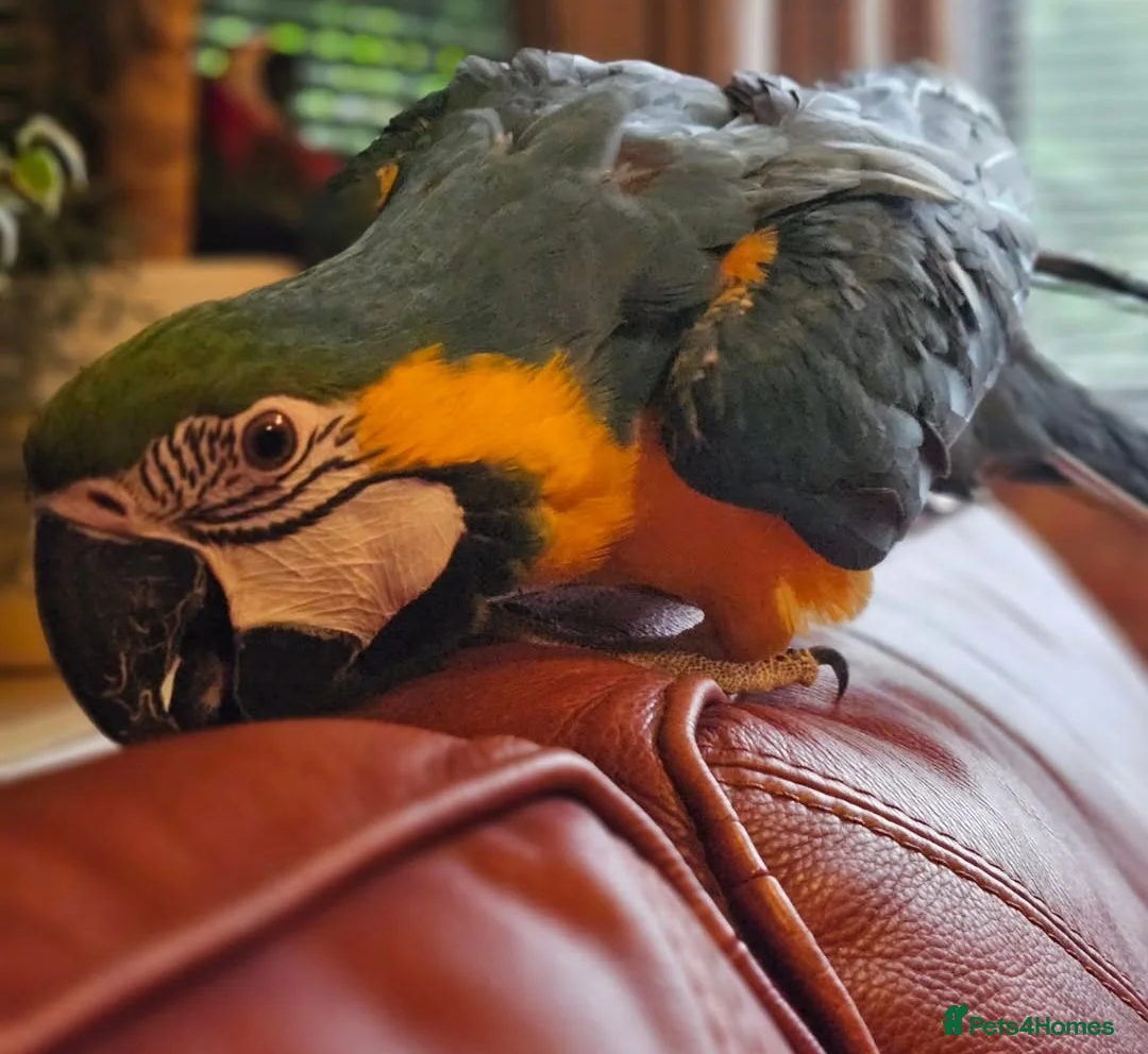 Macaws birds for sale: B&G Macaw  - Advert 4