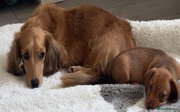 Dachshund dogs for sale: Dachshunds - Image 2