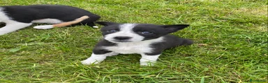 Border Collie Puppy 6