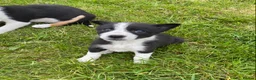 Border Collie dogs for sale: Tricoloured Border Collie Puppies - Advert 10