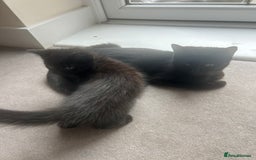 British Longhair cats for sale: Longhair all black tabby striped cat  - Image 2