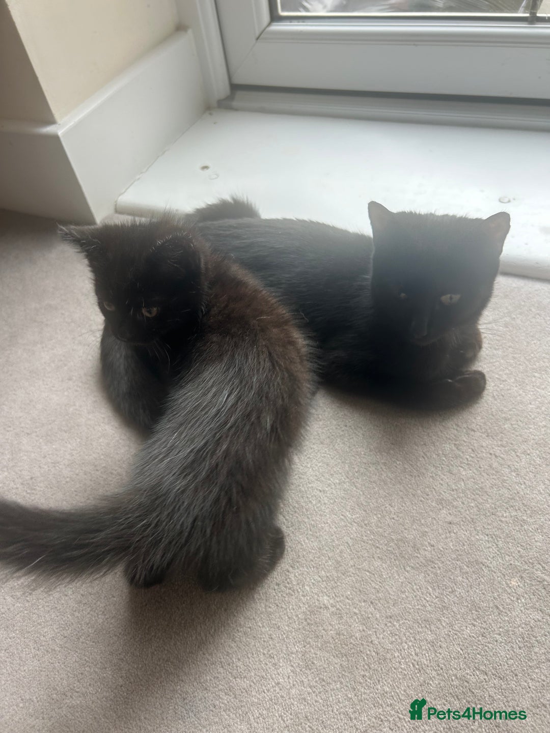British Longhair cats for sale: Longhair all black tabby striped cat  - Image 2