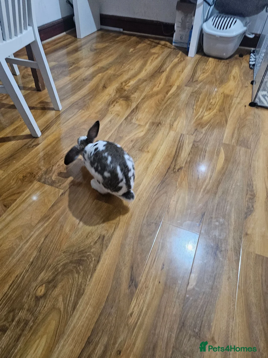 Mixed Breed rabbits for sale: Aslam  in Ilford - Advert 2