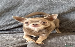 Chihuahua dogs for sale: Kc spayed female chihuahua.  in South Shields - Image 3