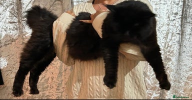 Maine Coon cats in Bracknell - Advert 11