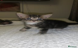 British Longhair cats for sale: 3 tabby kittens - Image 6