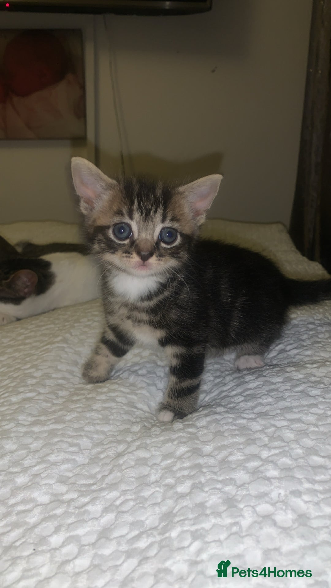 British Longhair cats for sale: 3 tabby kittens - Image 6