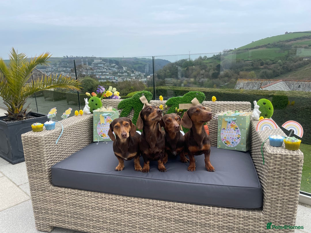 Miniature Dachshund dogs for sale: Miniature dachshund - Image 4