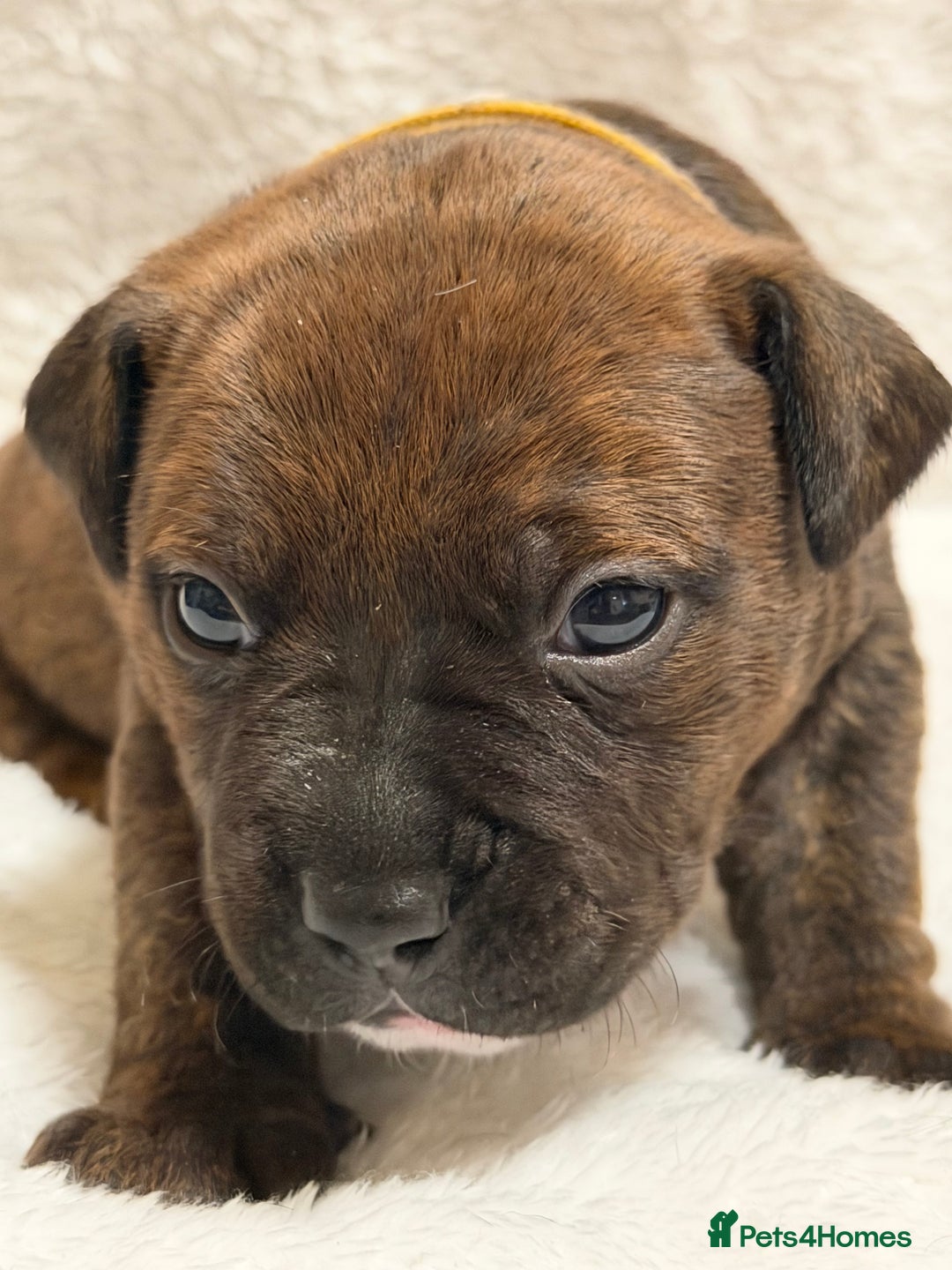 Mixed Breed dogs for sale: Beautiful Home- Reared Puppies!  - Advert 4