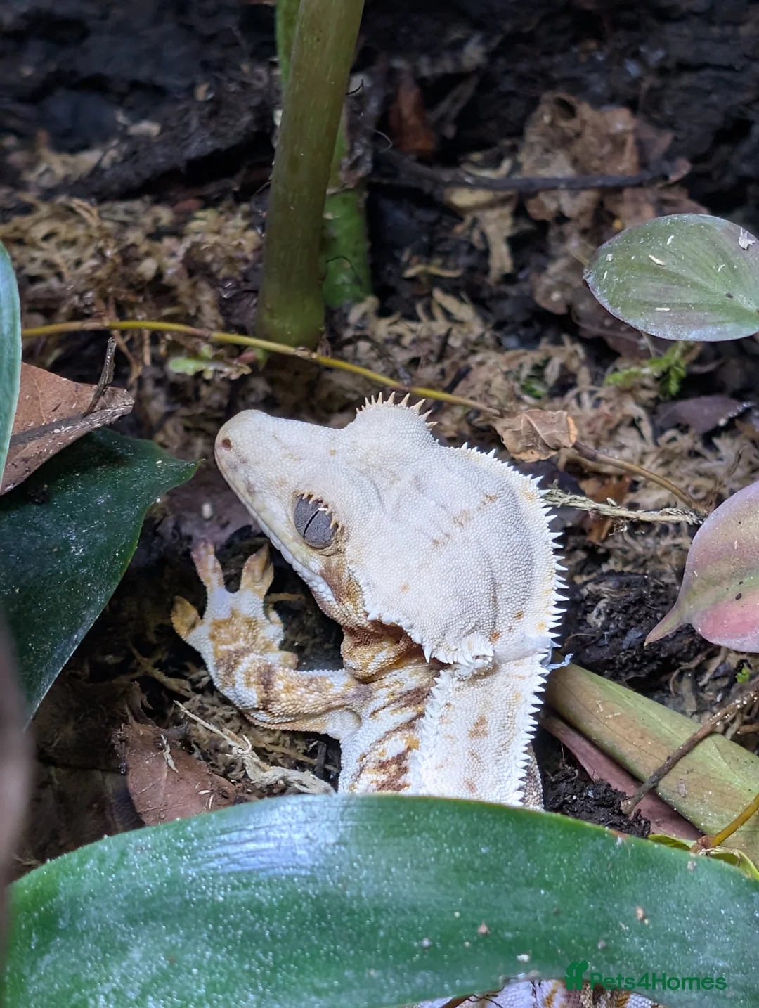 Gecko reptiles for sale: Male pinstripe harlequin and female lilly white  in Scunthorpe - Advert 6