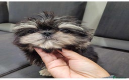 Shih Tzu dogs for stud: 2.2kgs proven STUD blue dobie imperial ShihTzu  - Image 2