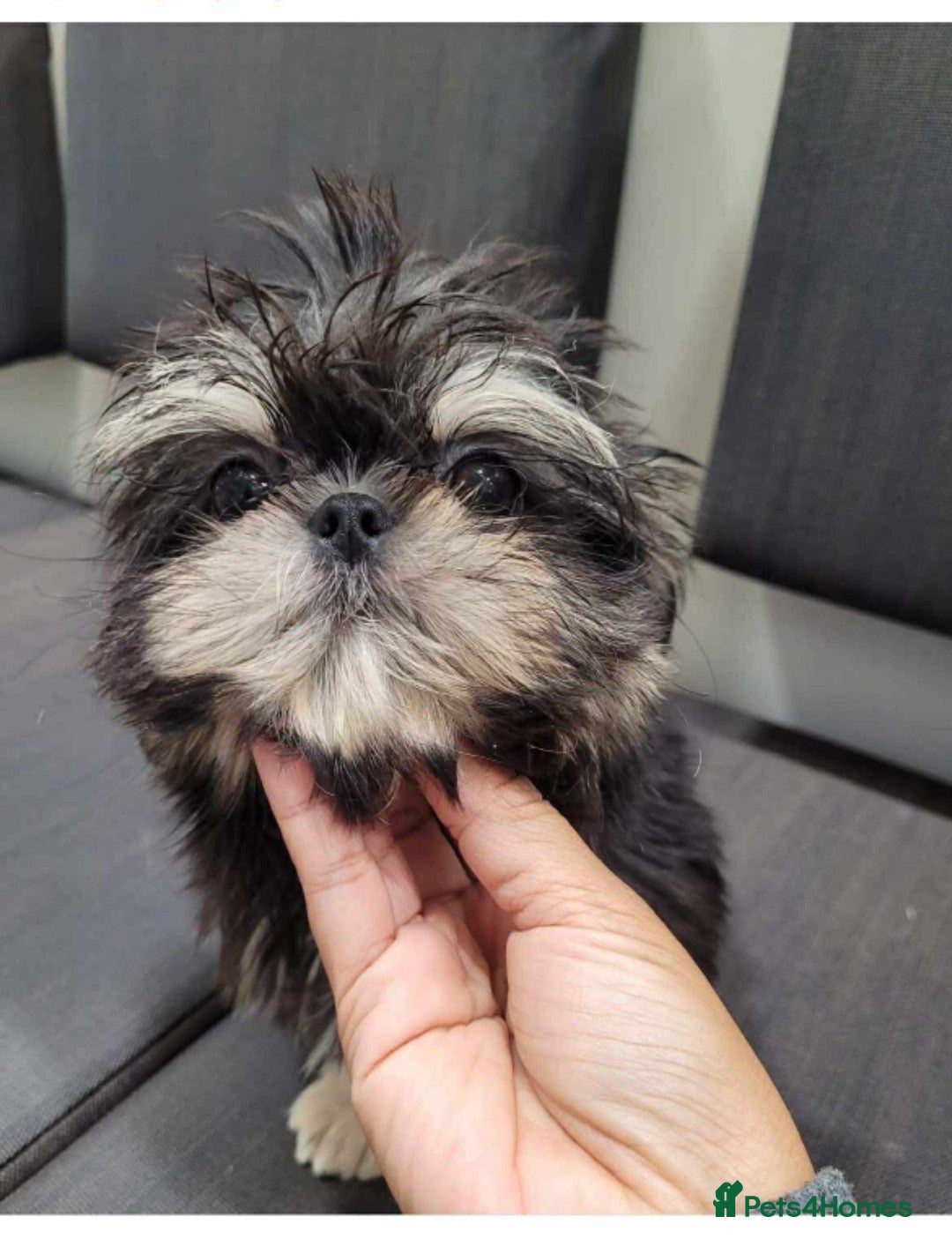 Shih Tzu dogs for stud: 2.2kgs proven STUD blue dobie imperial ShihTzu  - Image 2