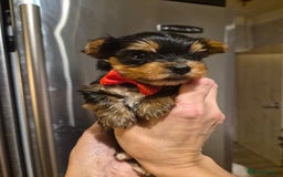 Yorkshire Terrier dogs for sale: 💝Beautiful Miniature Babies from 250g💝 - Image 16