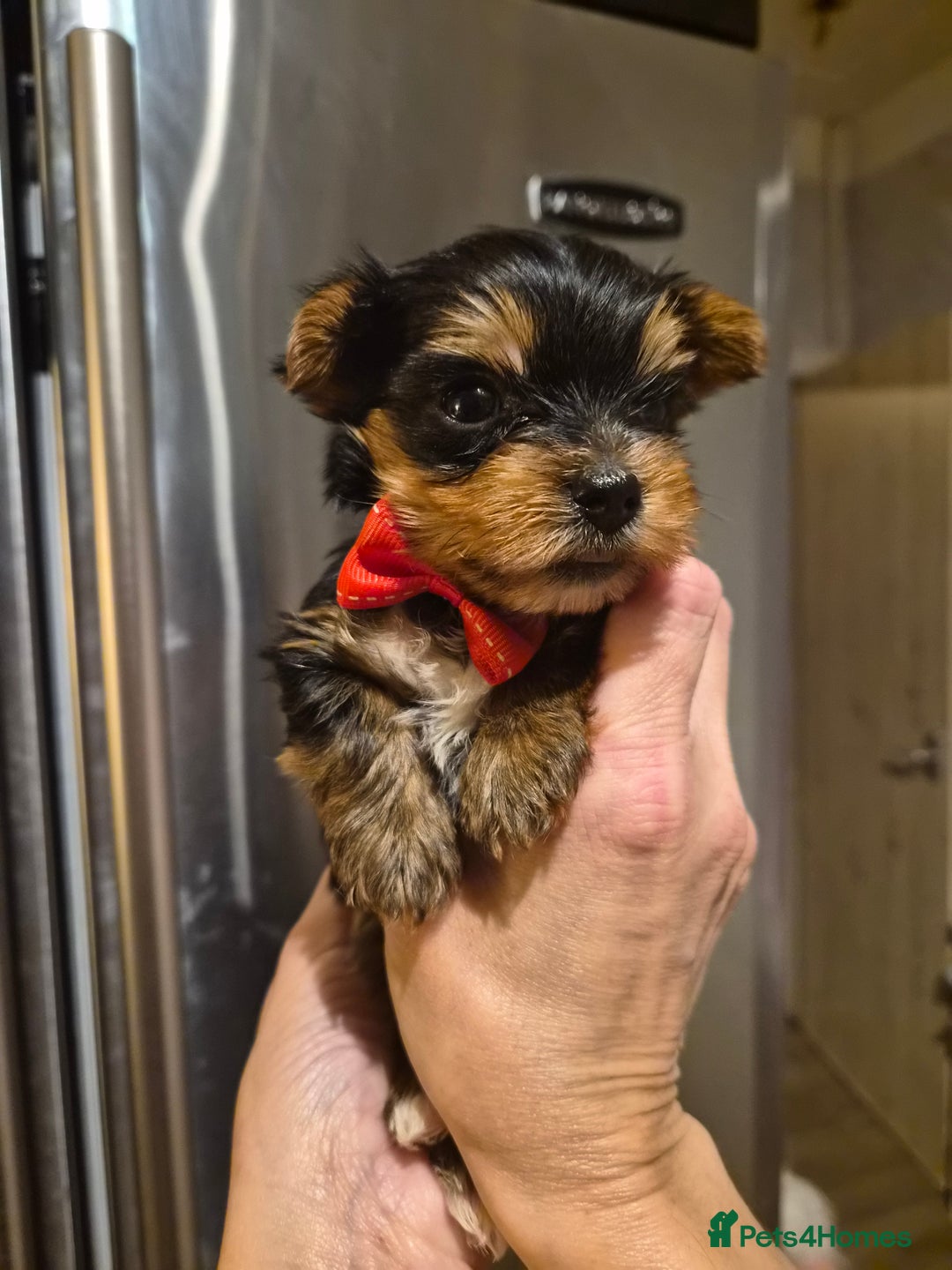 Yorkshire Terrier dogs for sale: 💝Beautiful Miniature Babies from 250g💝 - Image 16