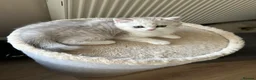 British Shorthair cats for sale: Beautiful BSH Males  - Advert 15
