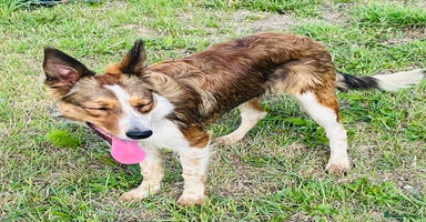 Border Collie dogs - Advert 12